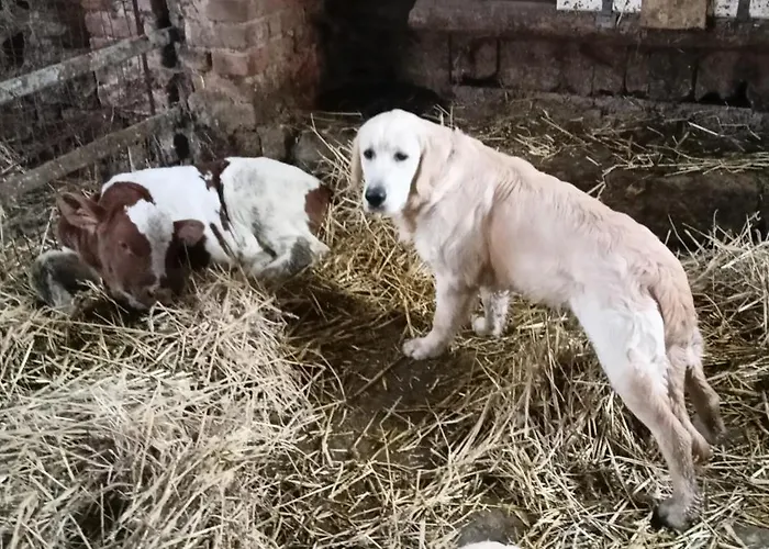 Bauernhof Farma U Nydrlu Stara Cervena Voda